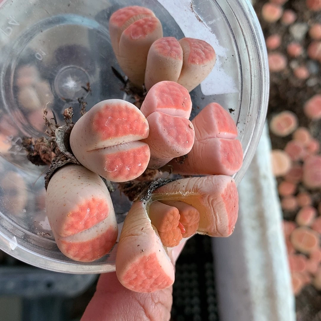 泡*༒H166多肉植物保护