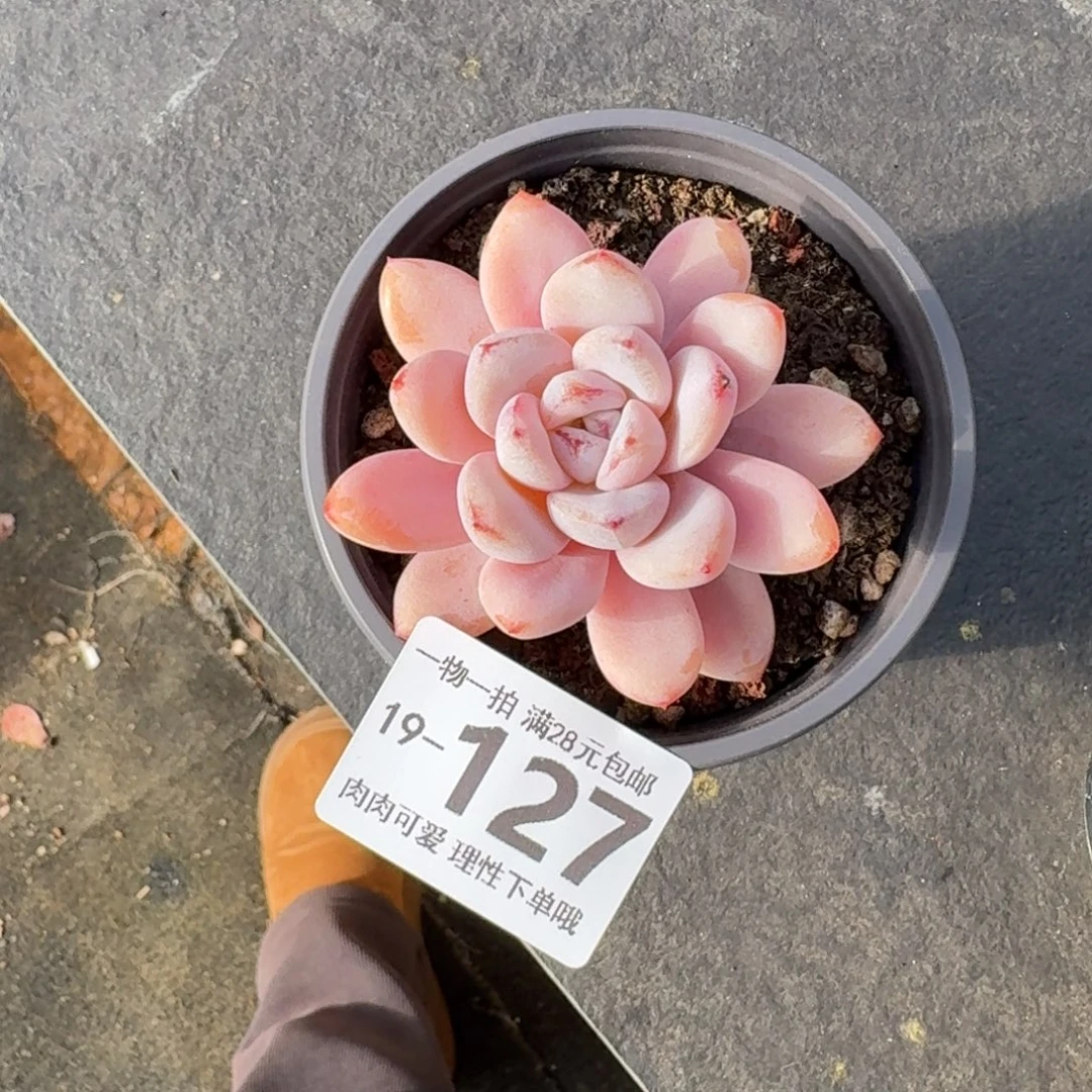 星星雪无盆土发货呀