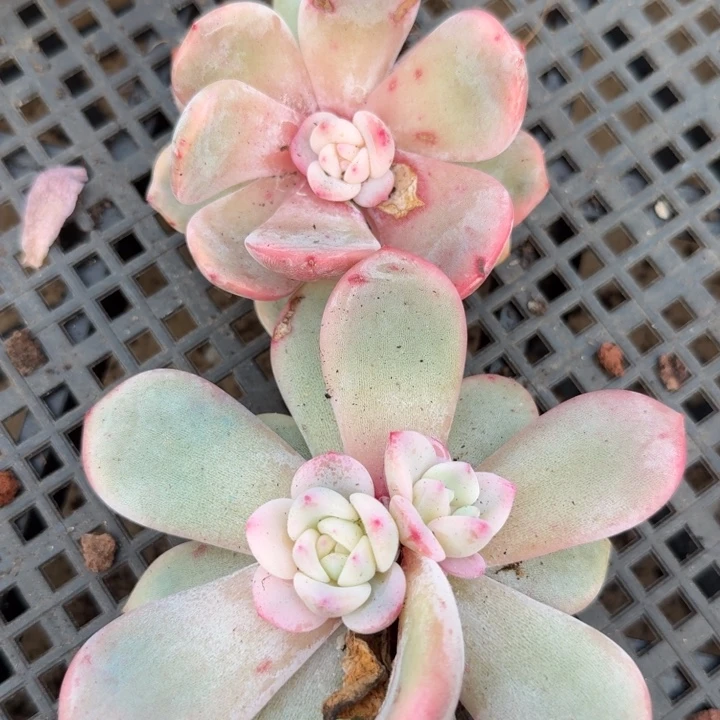 两个一组 橙梦露锦腹轮锦 底座