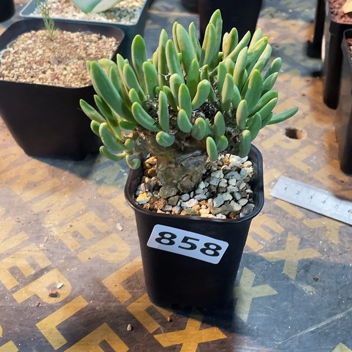 858产地钢丝球万物想