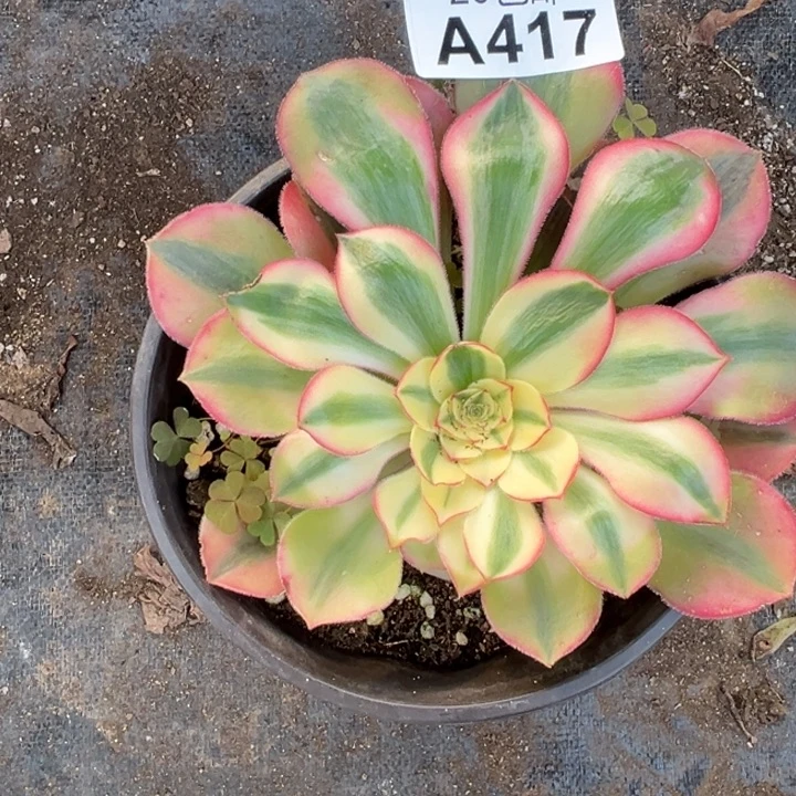 多肉植物417不售后