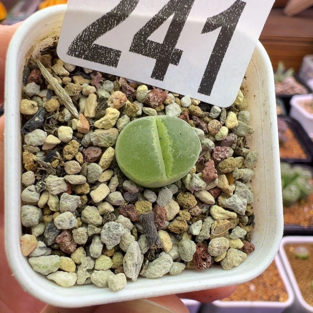241号胖虎福利特。。。。。。。