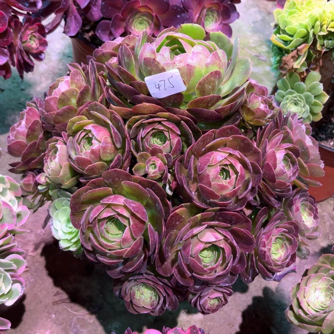 无花朵多肉植物黑美人457