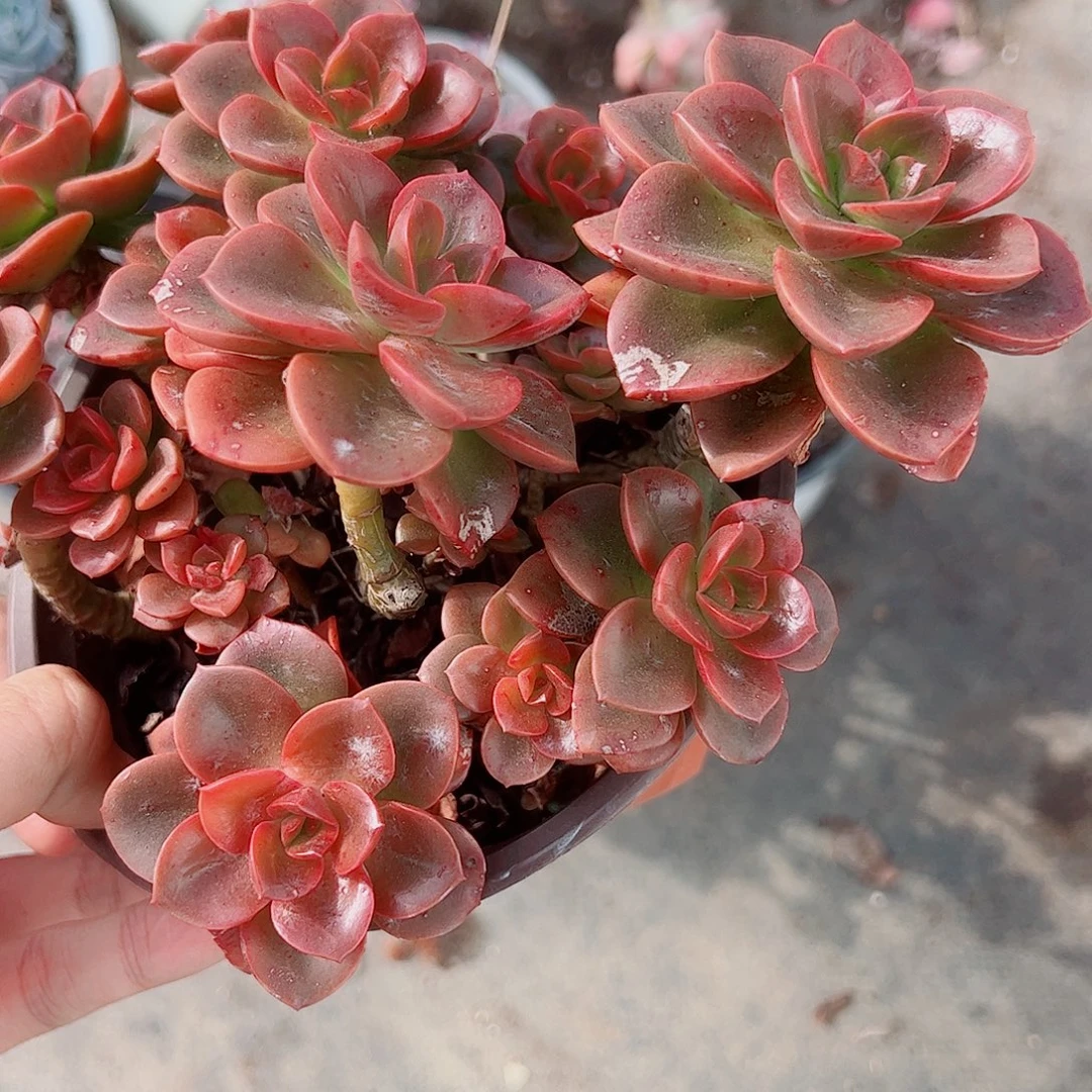 巧克力玫瑰多头造型精品二盆