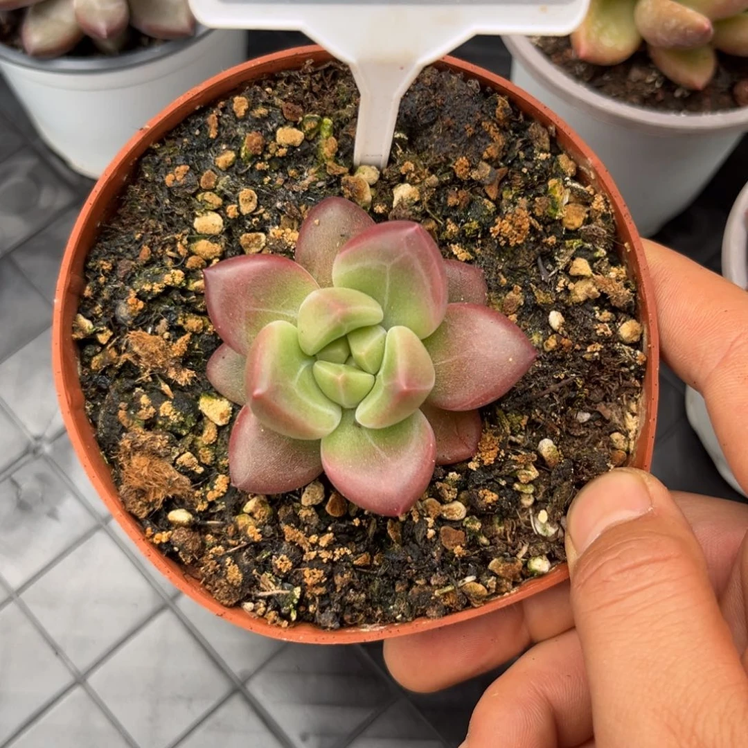 多肉植物迷雾泡泡661