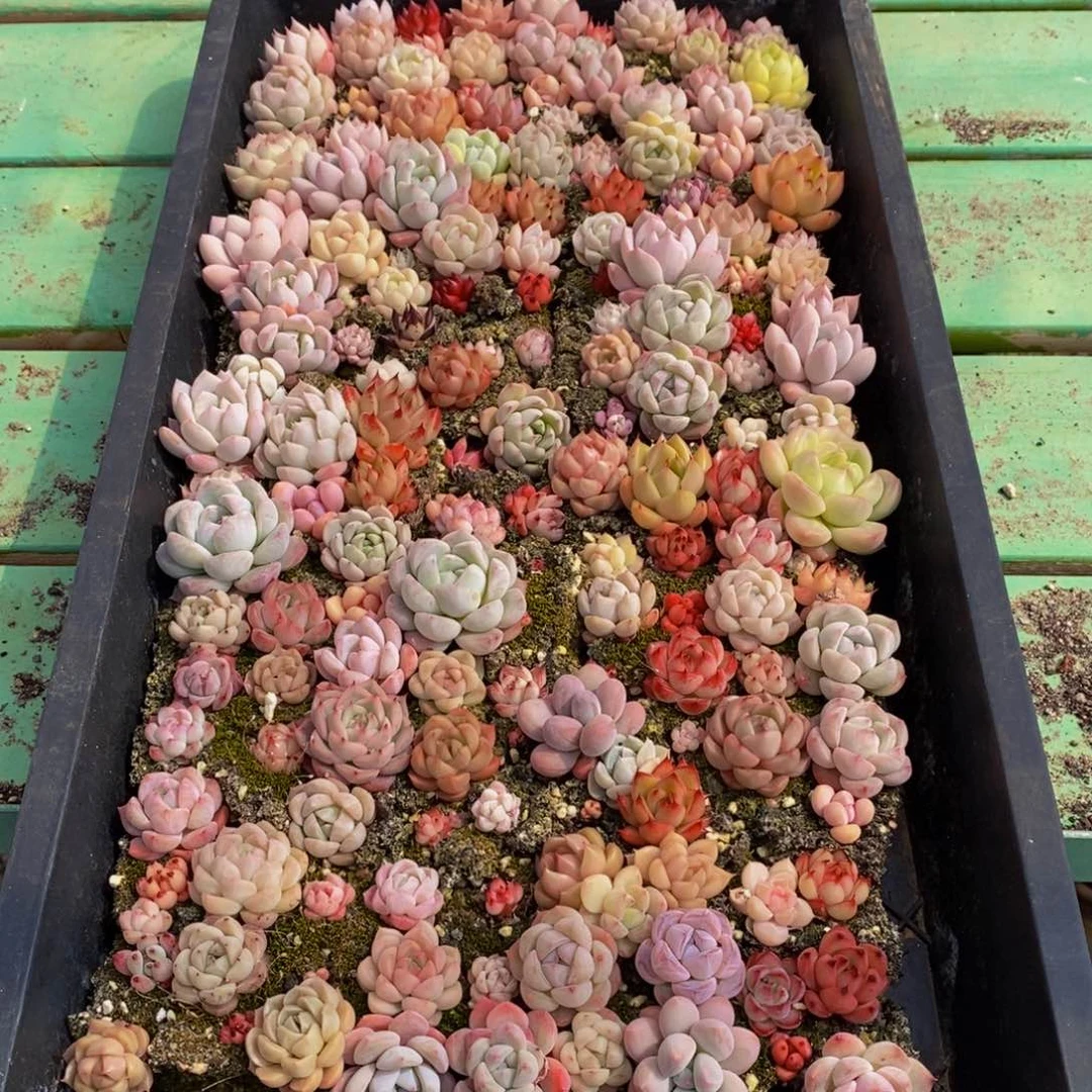 028多肉植物保护研究所所长助理研究员