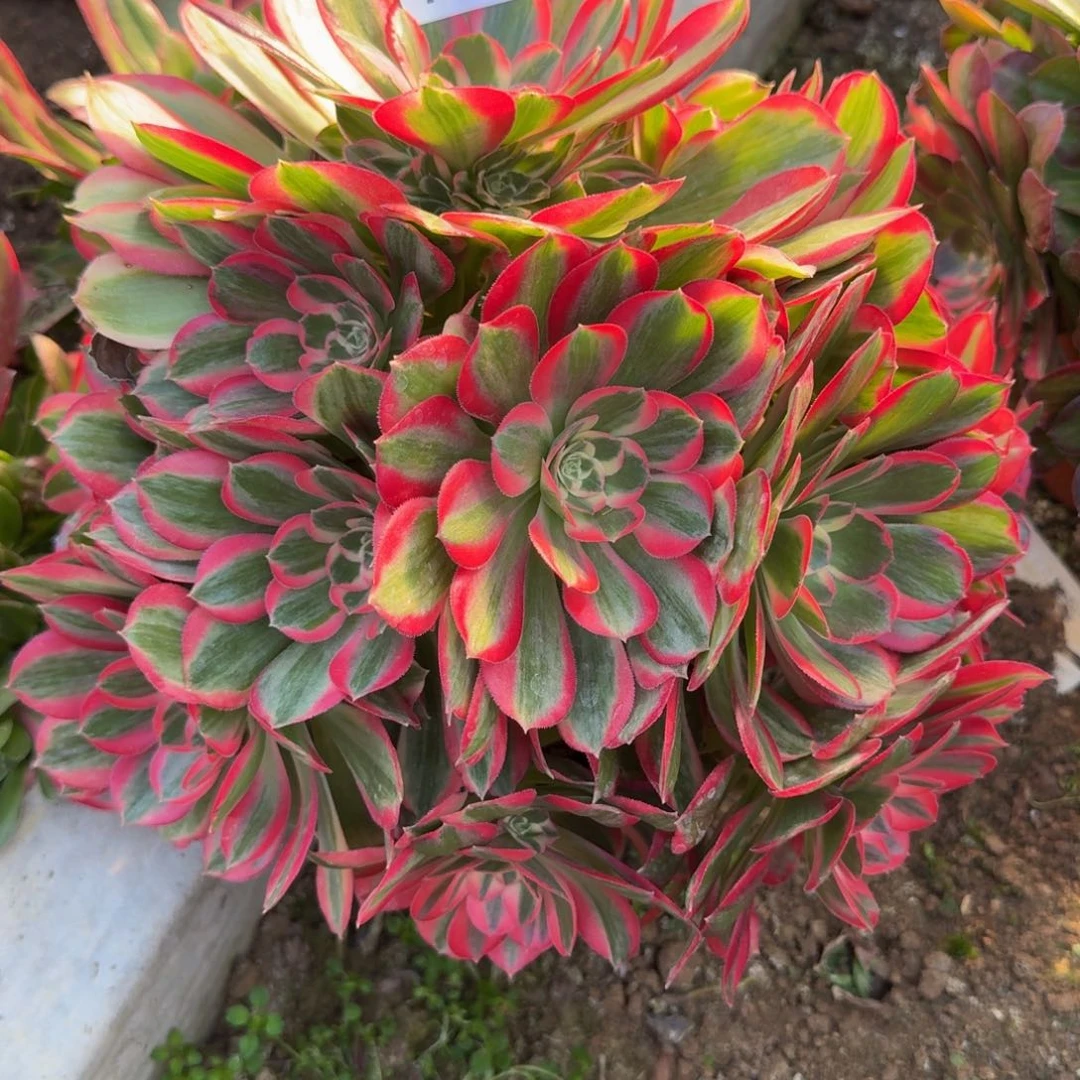 健*211妖月到秋天。多肉植物