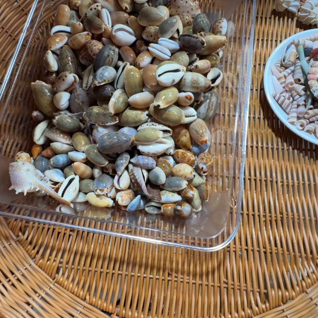 混搭宝螺一物一拍