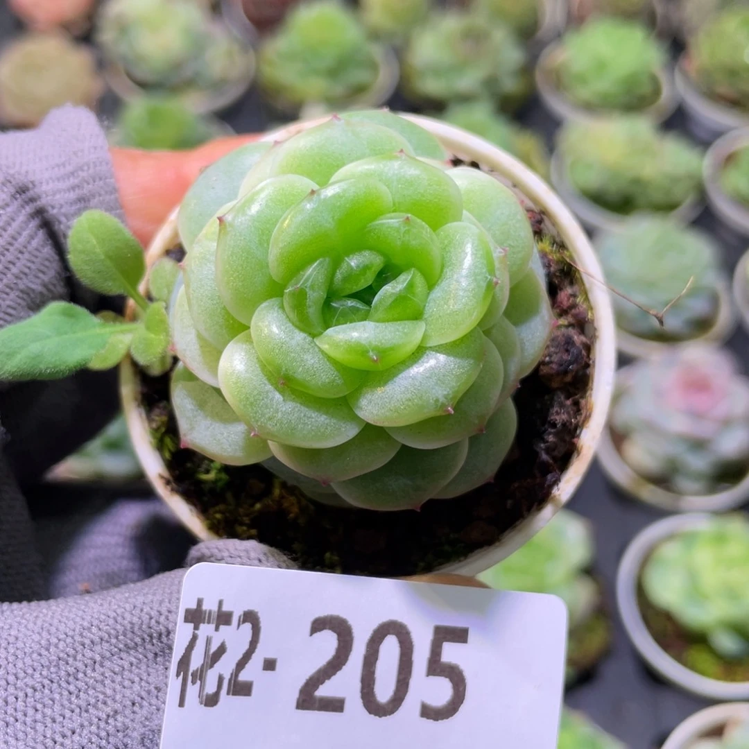 花利美 2-205珍妮
