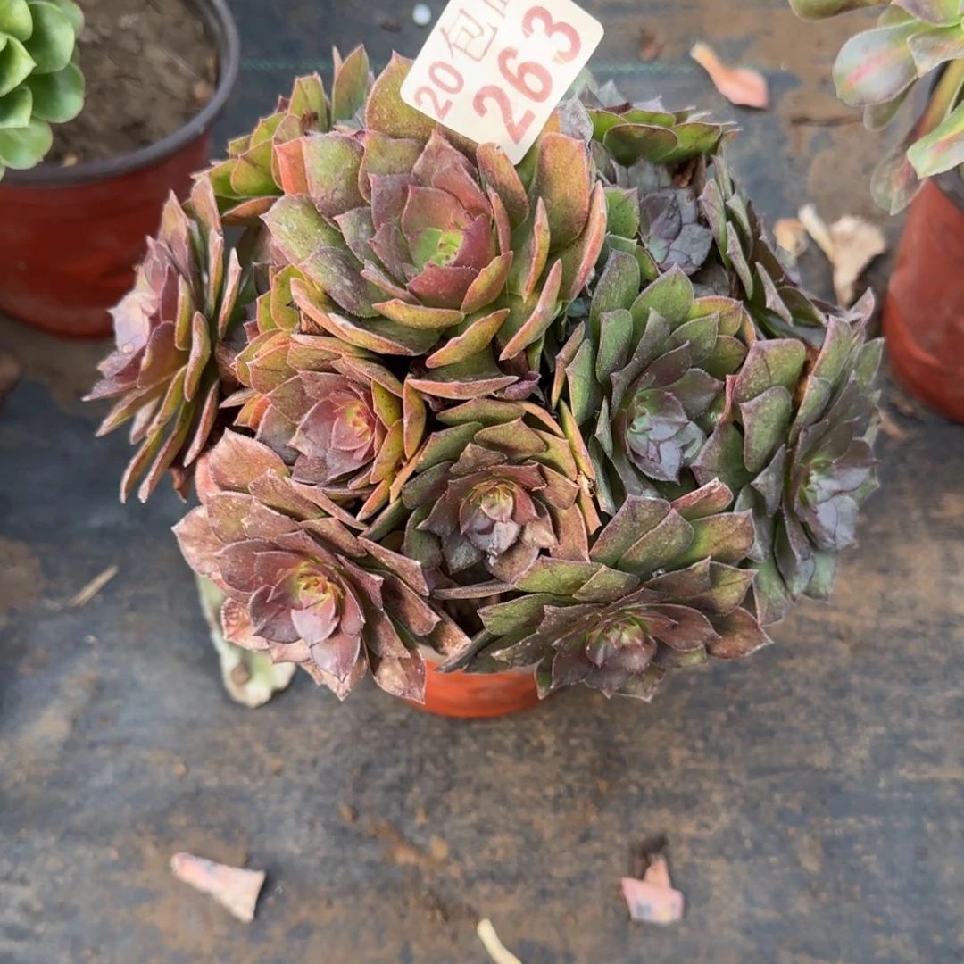 桃花石263满20包邮断枝不包