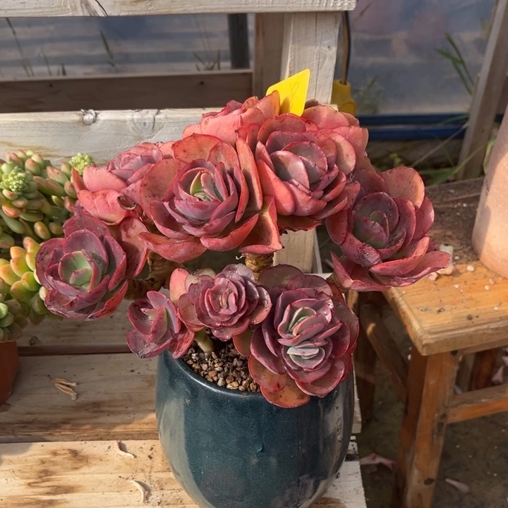 秀妍多肉植物8 0 8