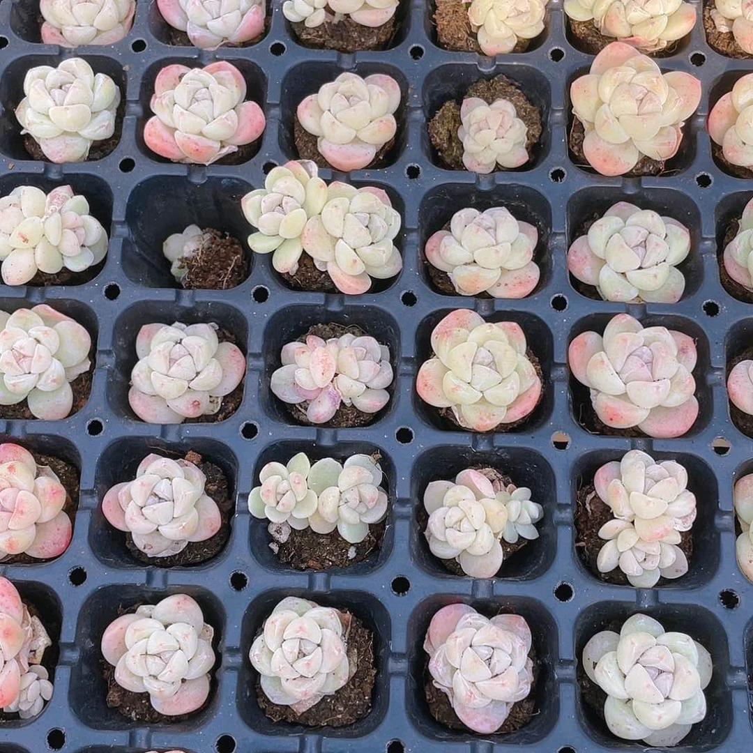 白体冰玉穴一个满25包邮