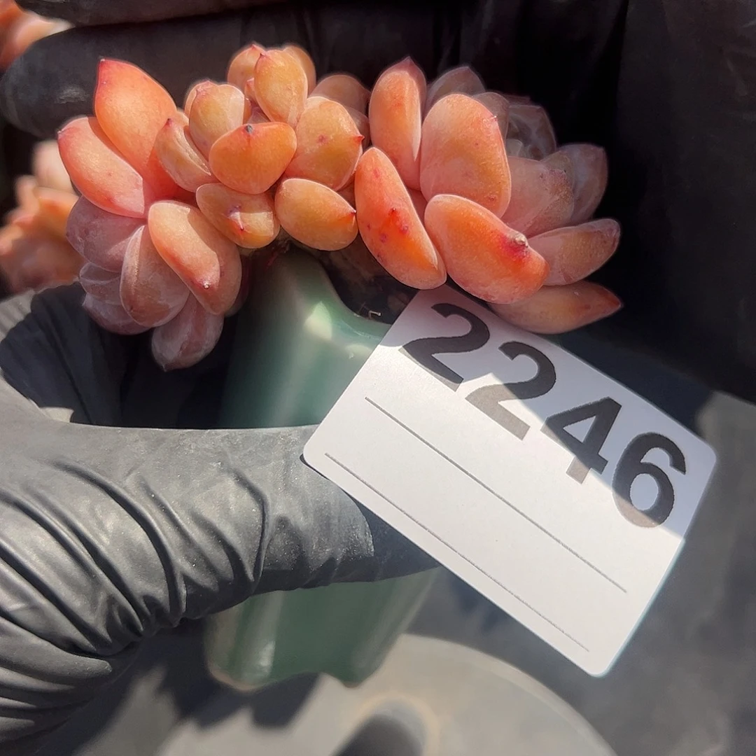 毛***毛2246四头星影带盆发的