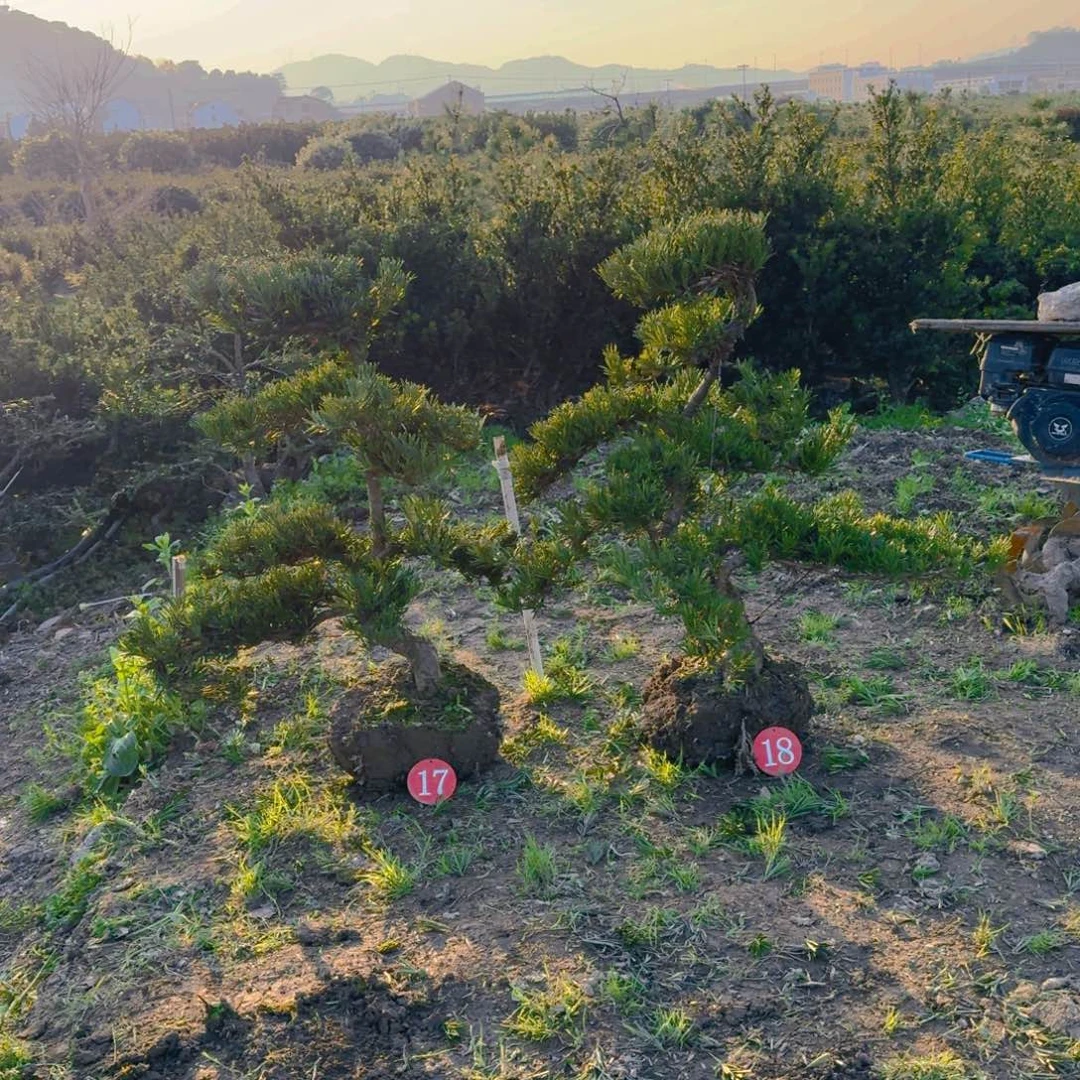 吐*?罗汉松盆景艺术