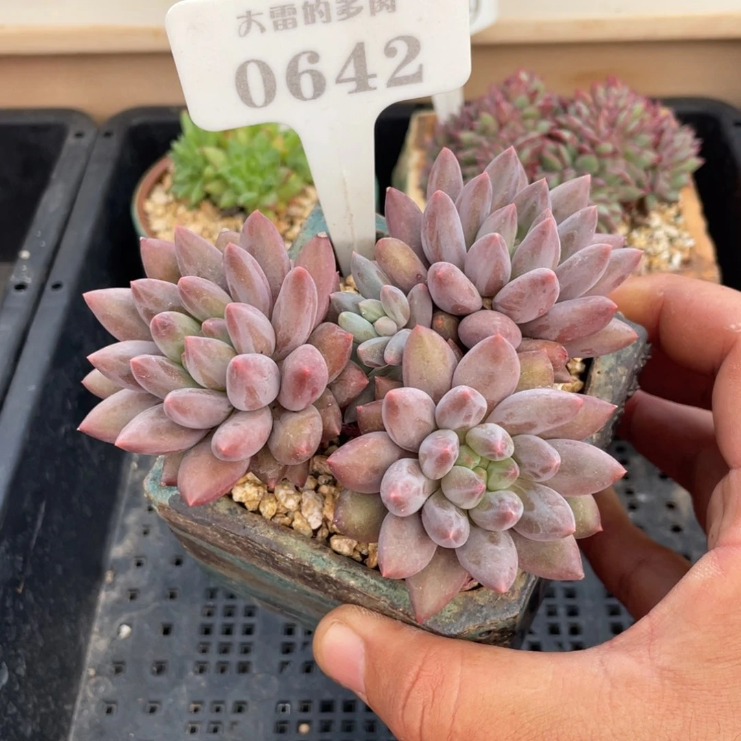 0642红蜻蜓不带盆12厘米