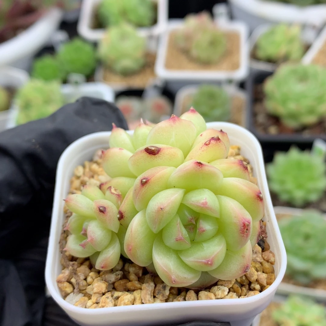 58包邮  群生不包整糖心90