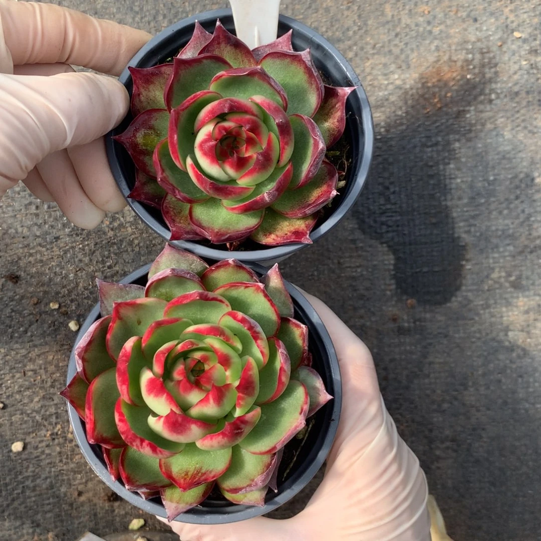 2752号多肉植物惊鸿2颗