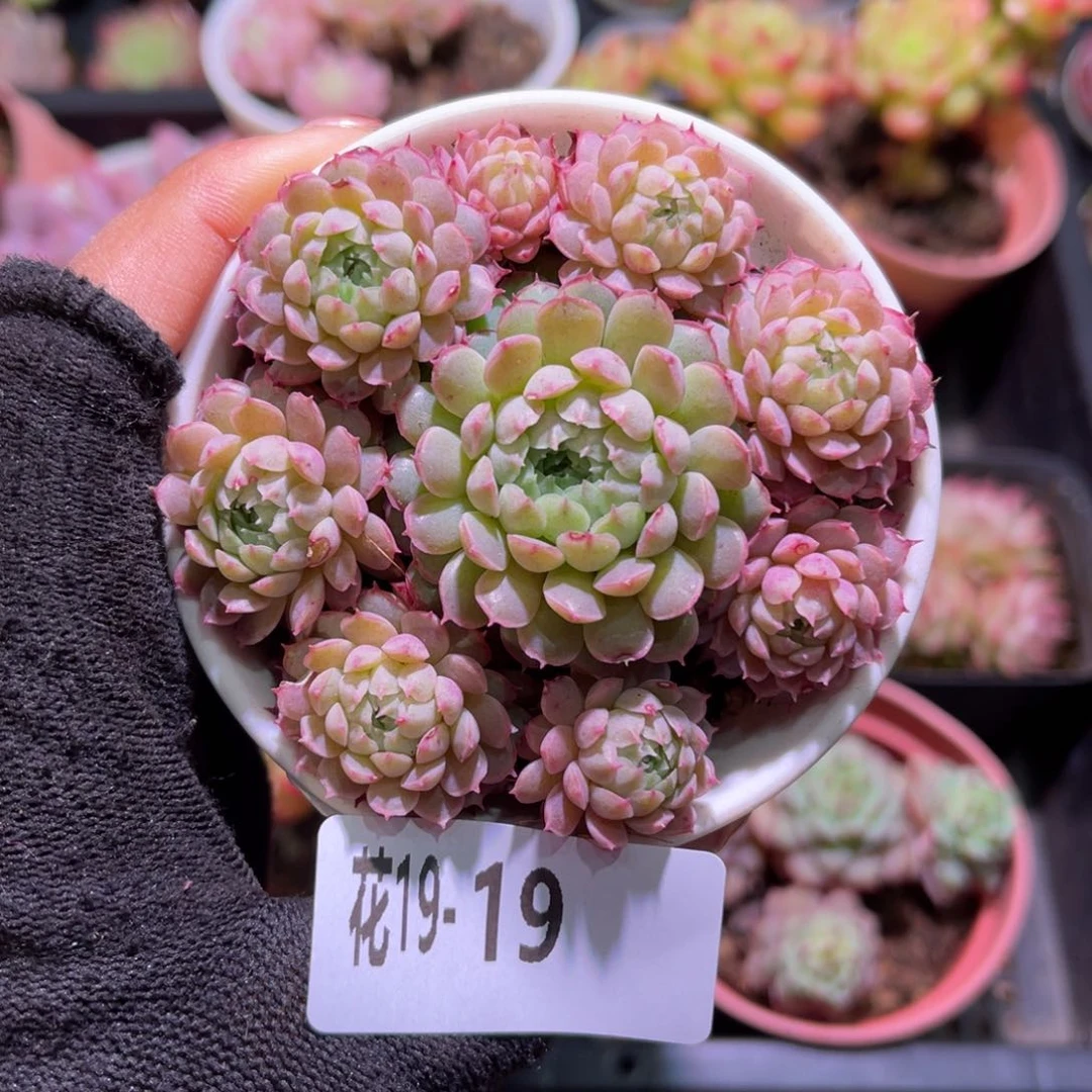 花19-19小红丁群生