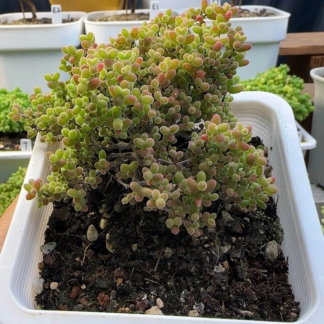 辉***蜜橘糖球一物一拍