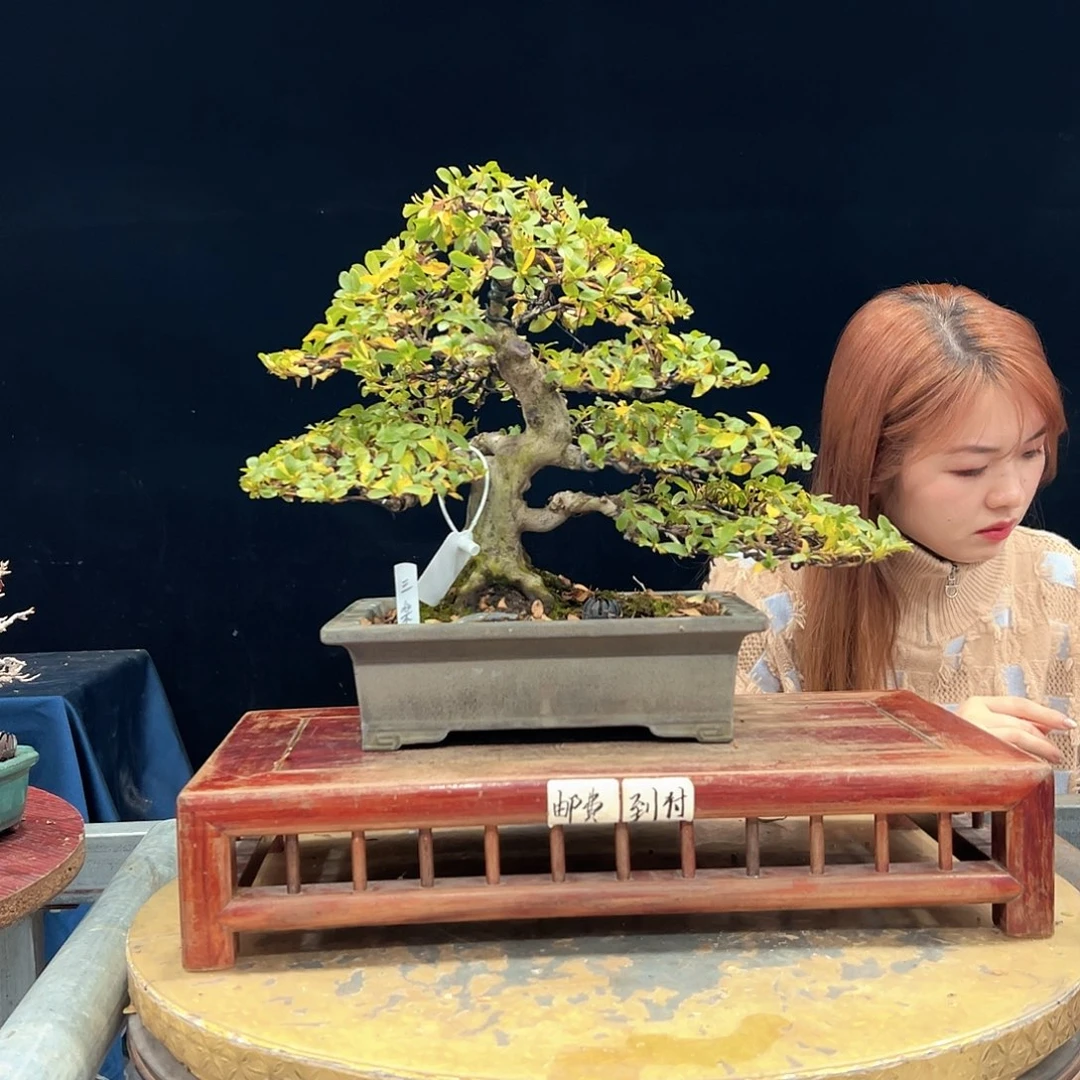 不***来无花朵杜鹃花的诗作