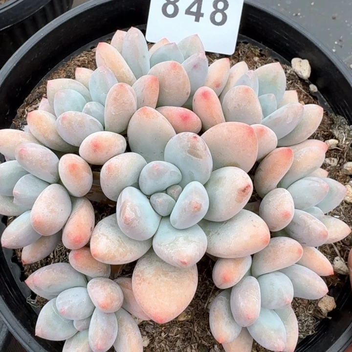 香水群生            多肉植物