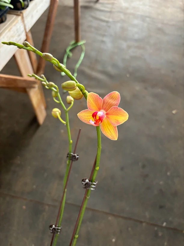 蝴蝶兰——(橘子水晶)
