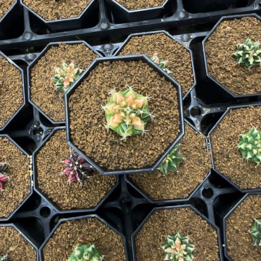 桃子侧芽带盆土发货