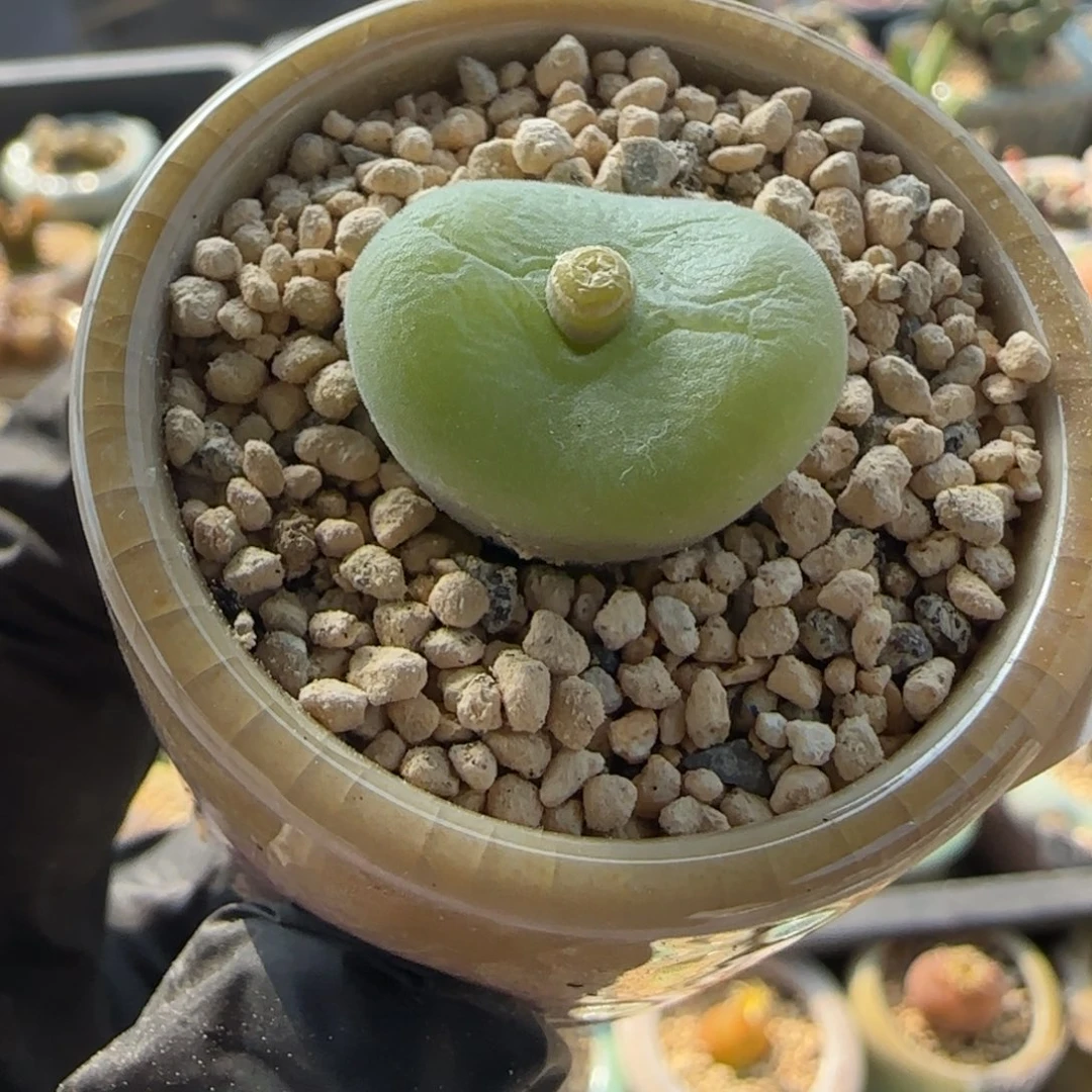 8783-一物一拍 带盆