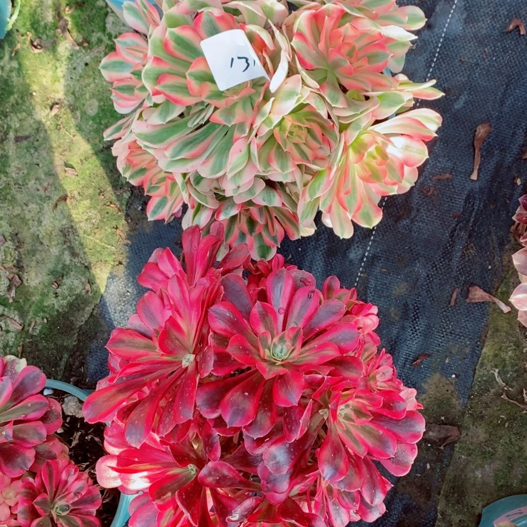 一***树完全开放131号美杜莎➕粉女巫1颗多肉