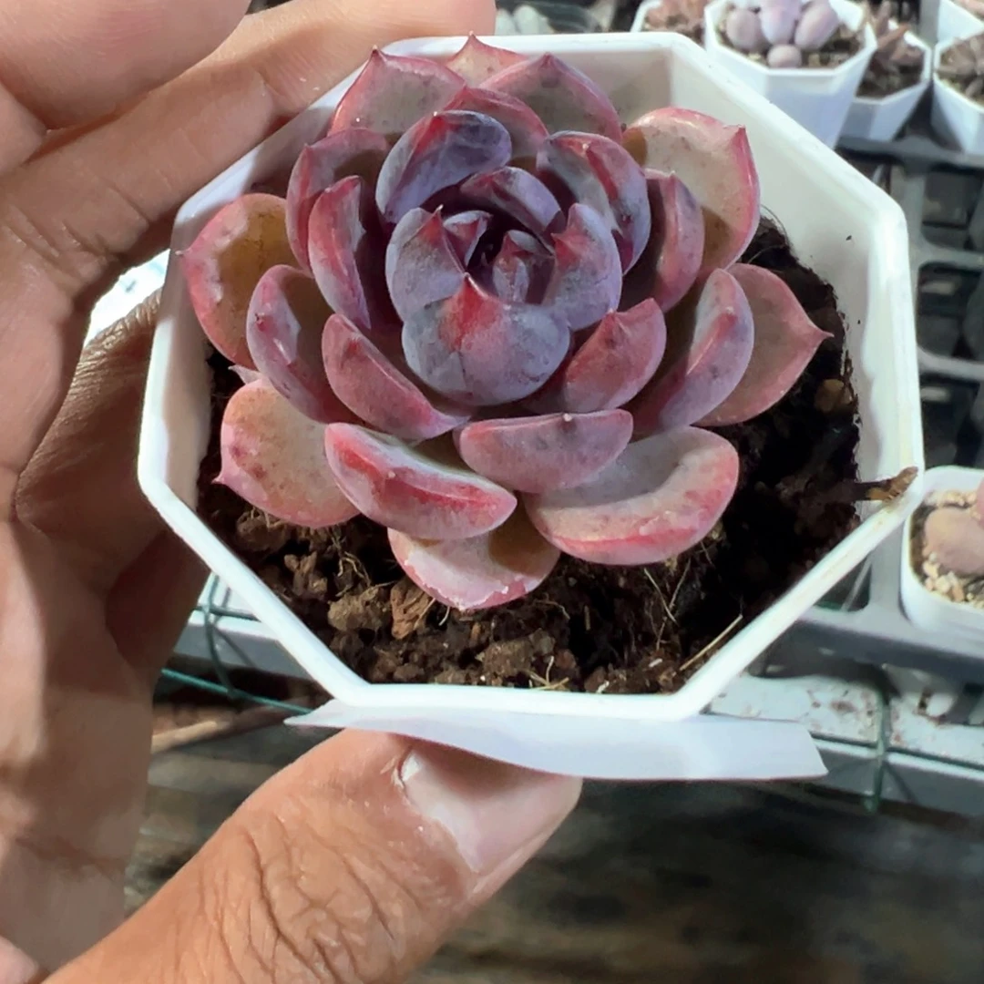 416号墨玉多肉一物一拍