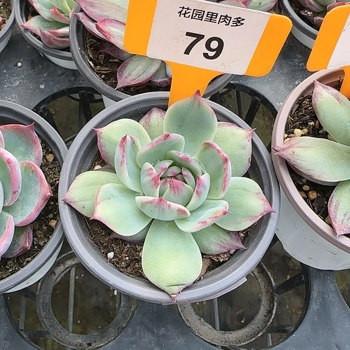 Ⅰ***瑶79 惊鸿仙子多肉植物6-9cm