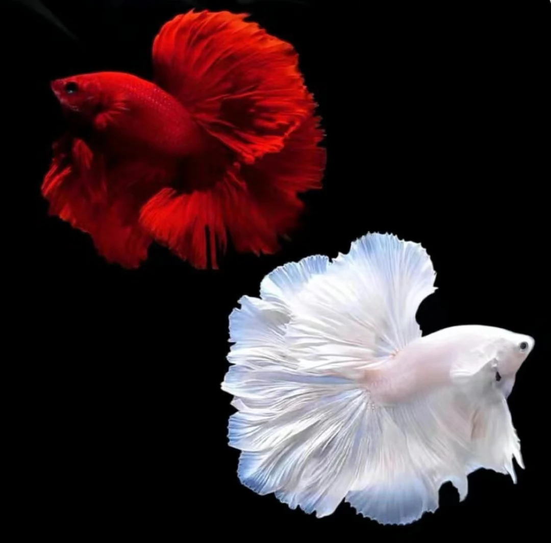 泰国斗鱼粉白婚纱半月小型热带观赏鱼网红同款淡水宠物鱼好养耐活