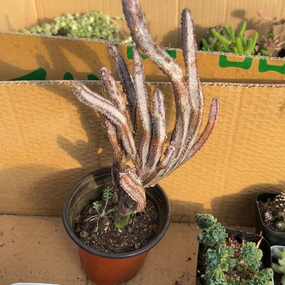 多肉植物残雪群生