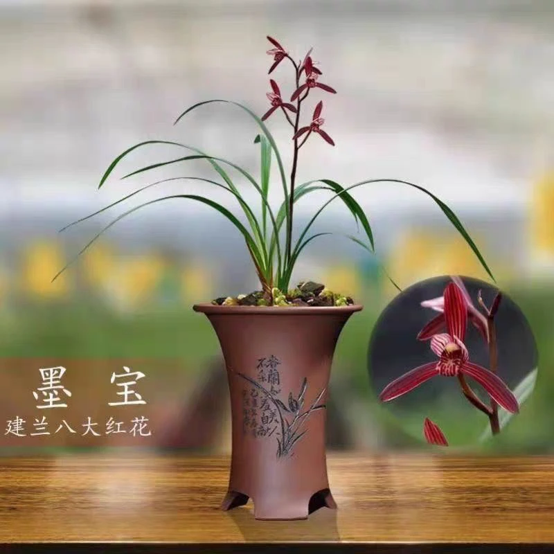 建兰墨宝名品兰花花开浓香好养易活室内绿植花卉盆栽