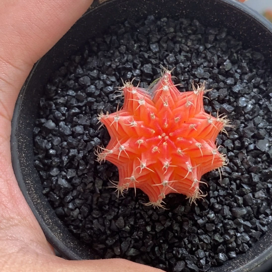 精品米哈—脱土发货5