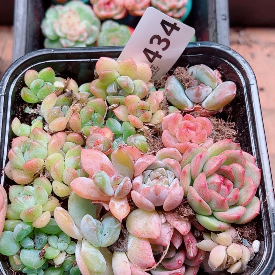 多肉植物多肉植物