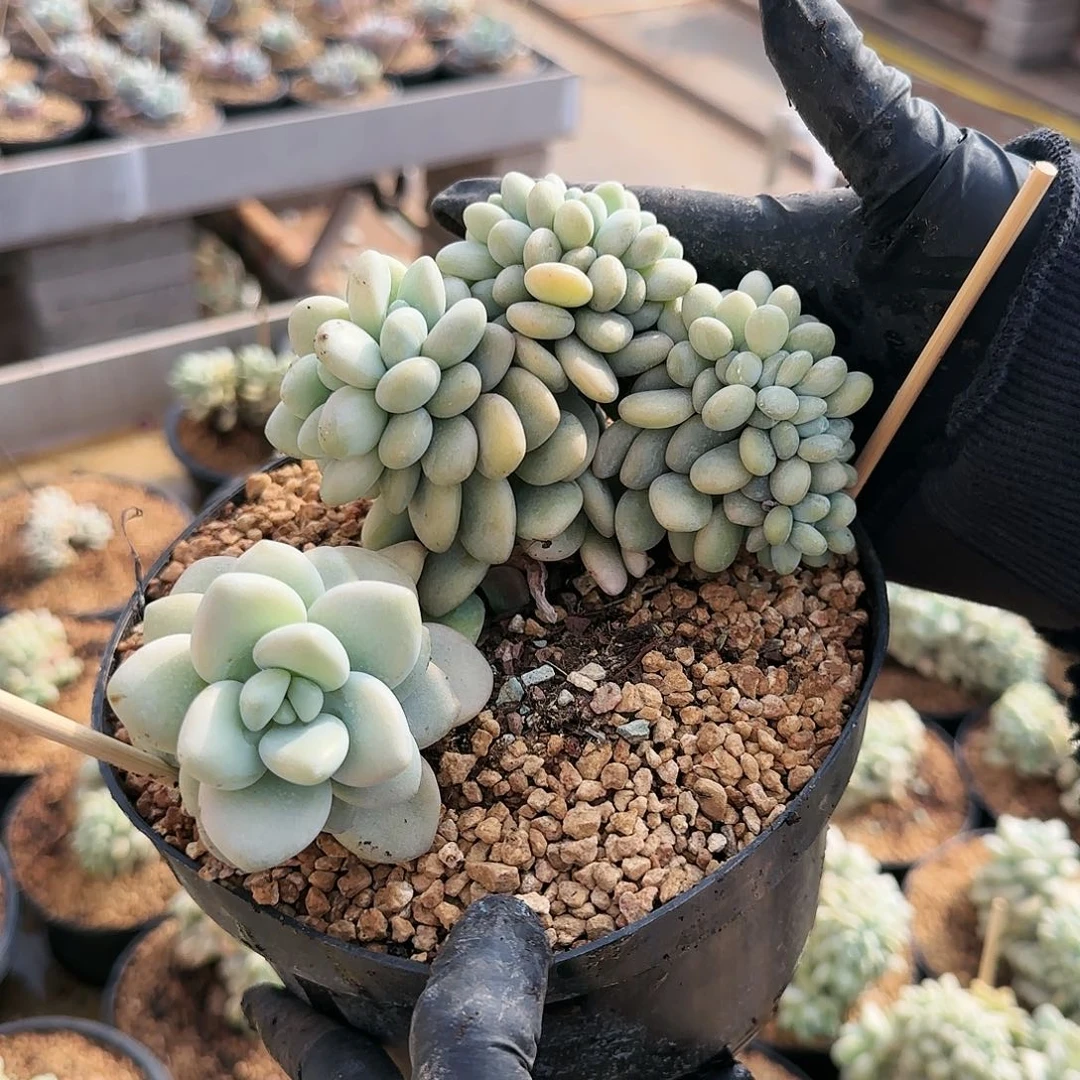 家****贝0288号洛神缀185      肉