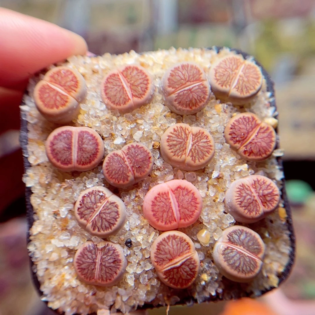 109号带盆包邮发货