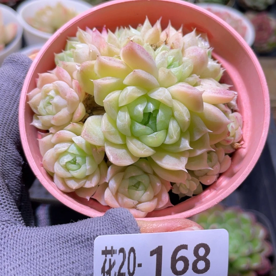 花利美20-168麦秆群