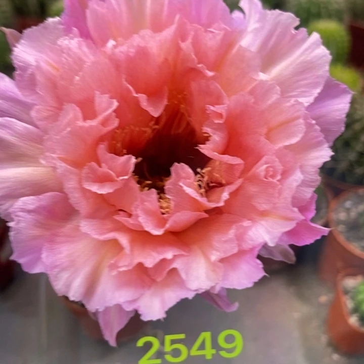 彩草香味2549号侧芽2公分左右