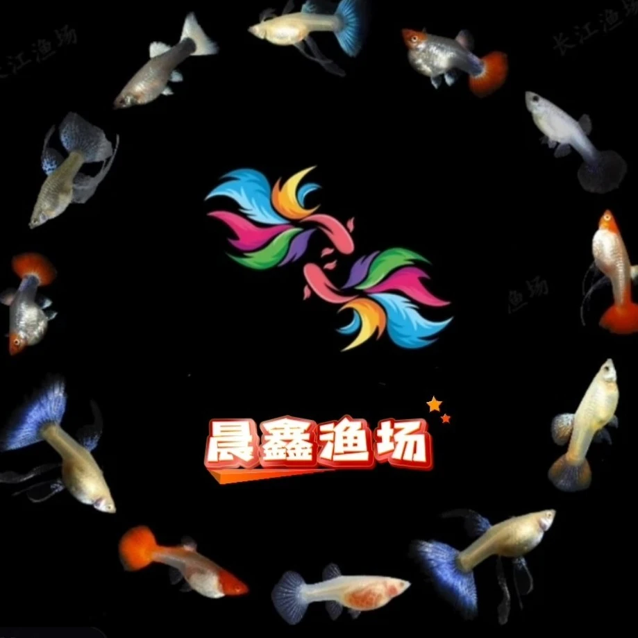 直播间专属链接孔雀鱼