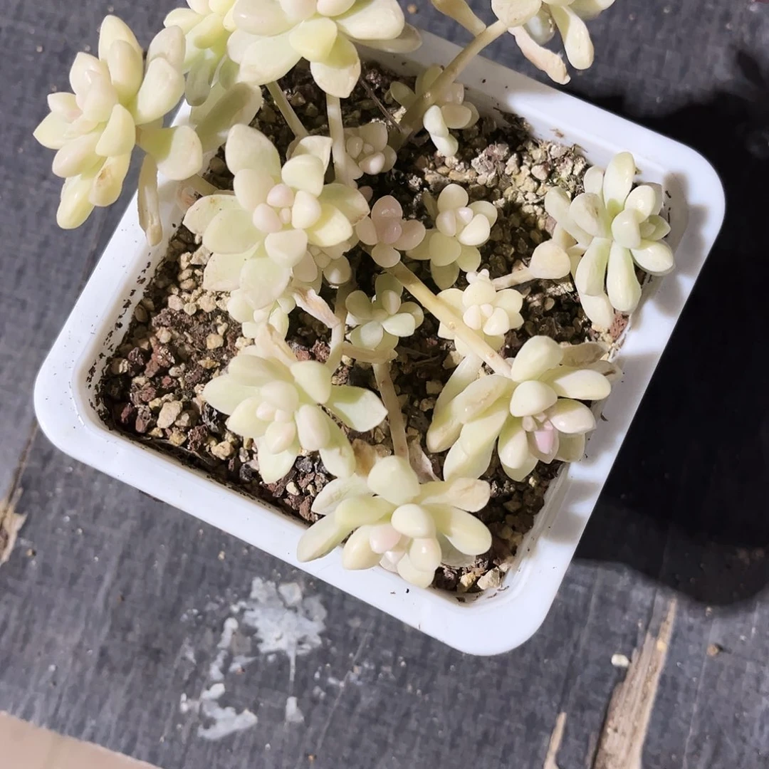 ?****?583多肉植物提取萃取剂系列