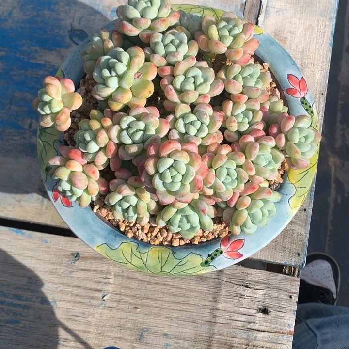 劳尔老桩多肉发货