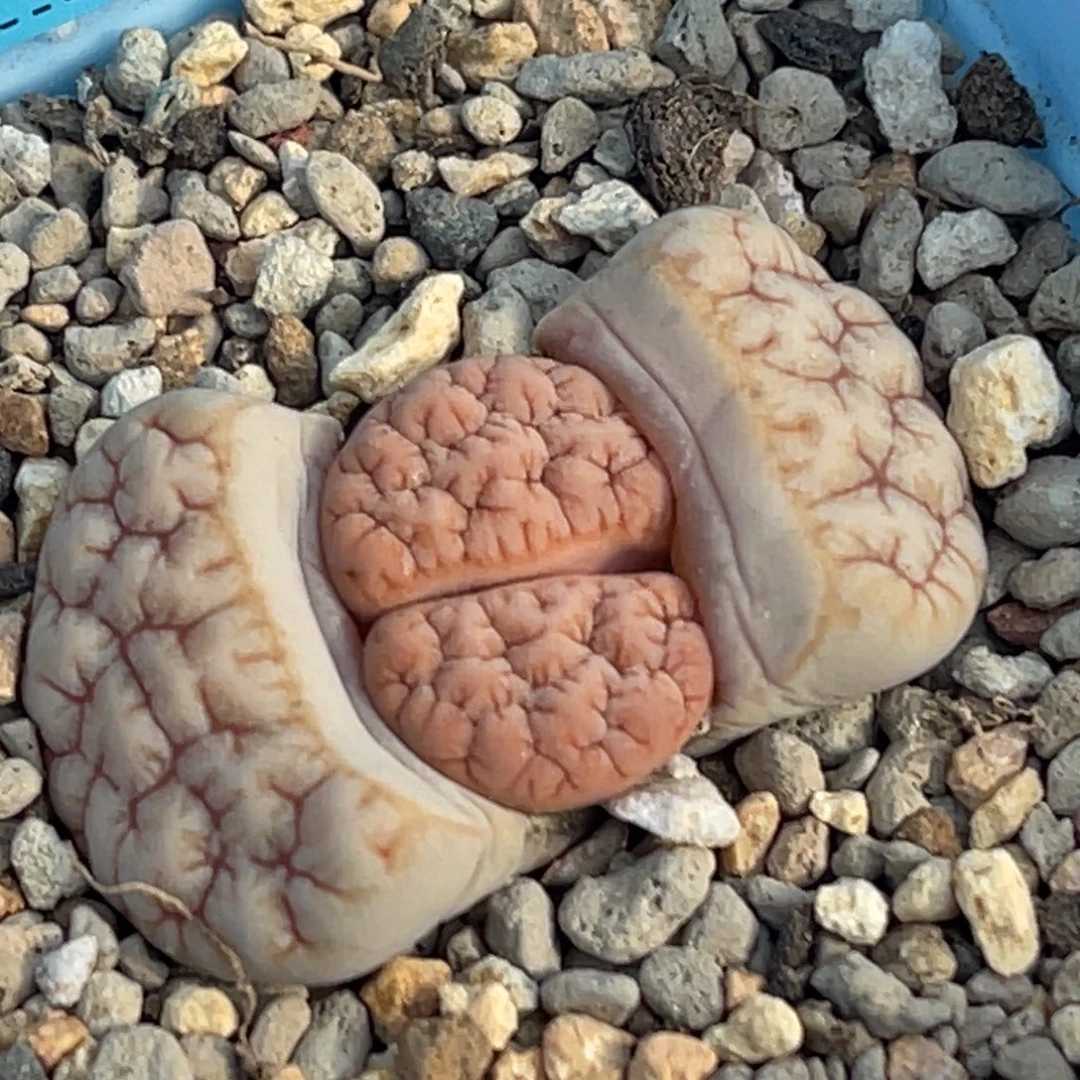 9381凹凸铁189一颗