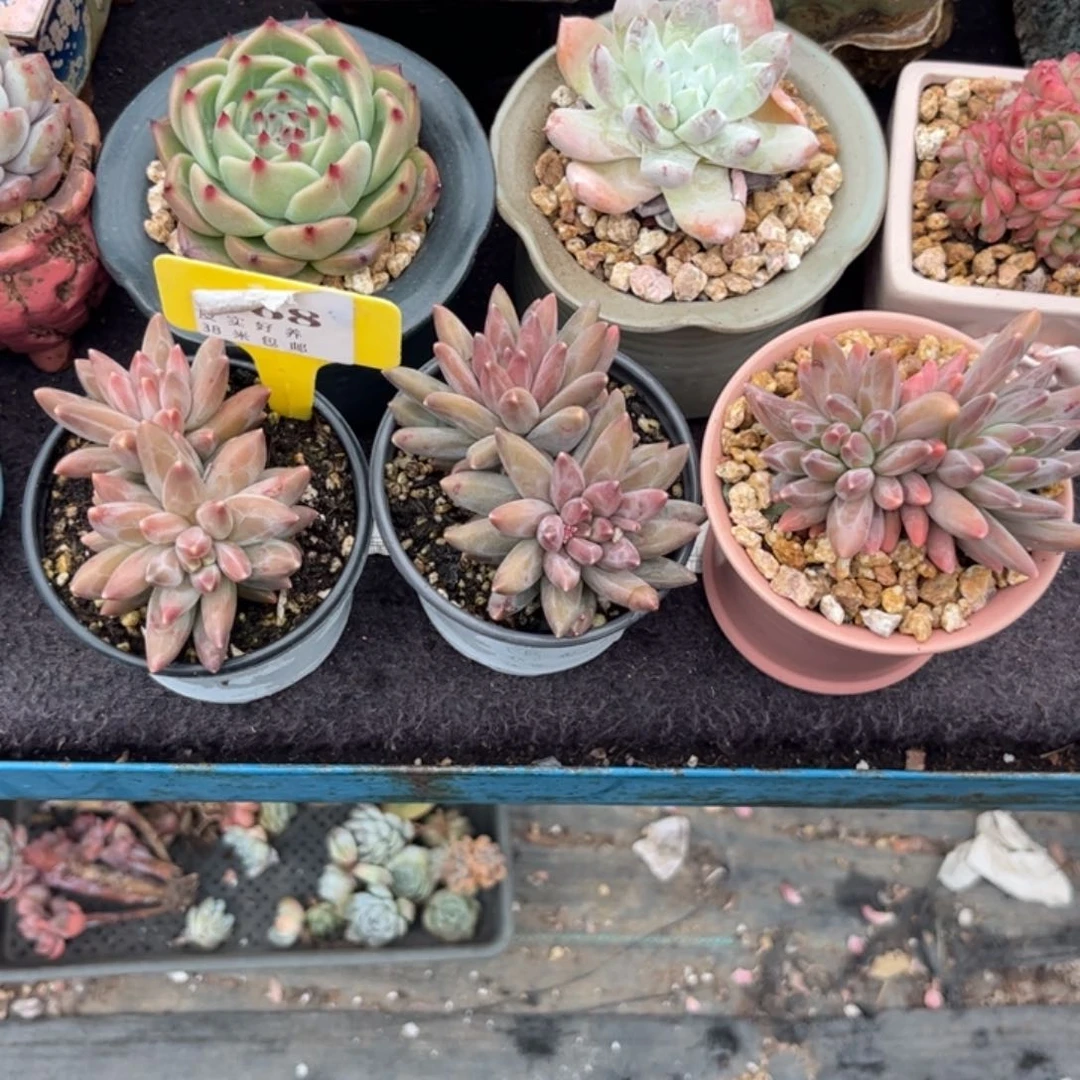 爬***鼠多肉植物11111111111