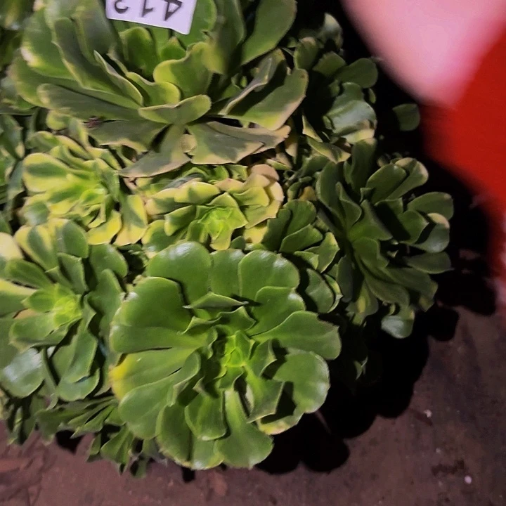 413七彩多肉植物不售后