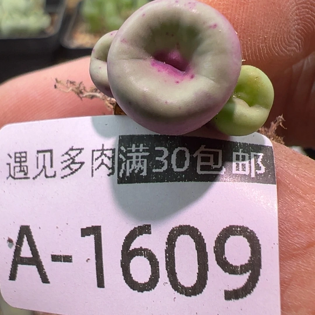 多肉植物11111111111