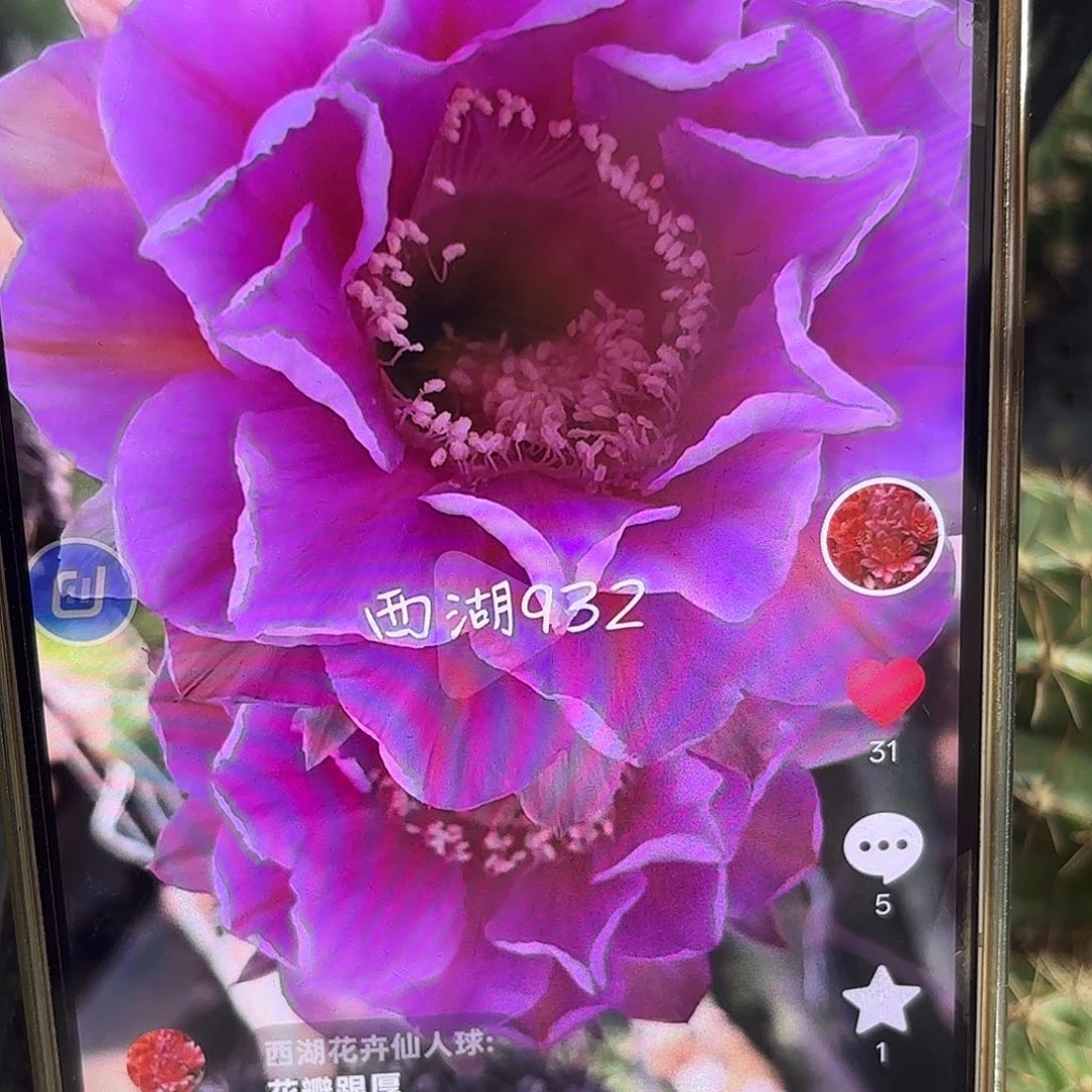 932 侧牙20包邮仙人球38