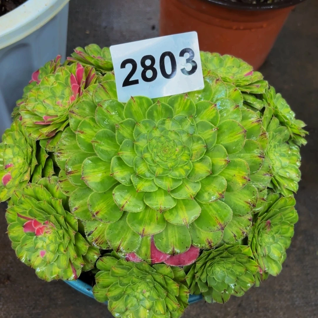 2803多肉植物知否