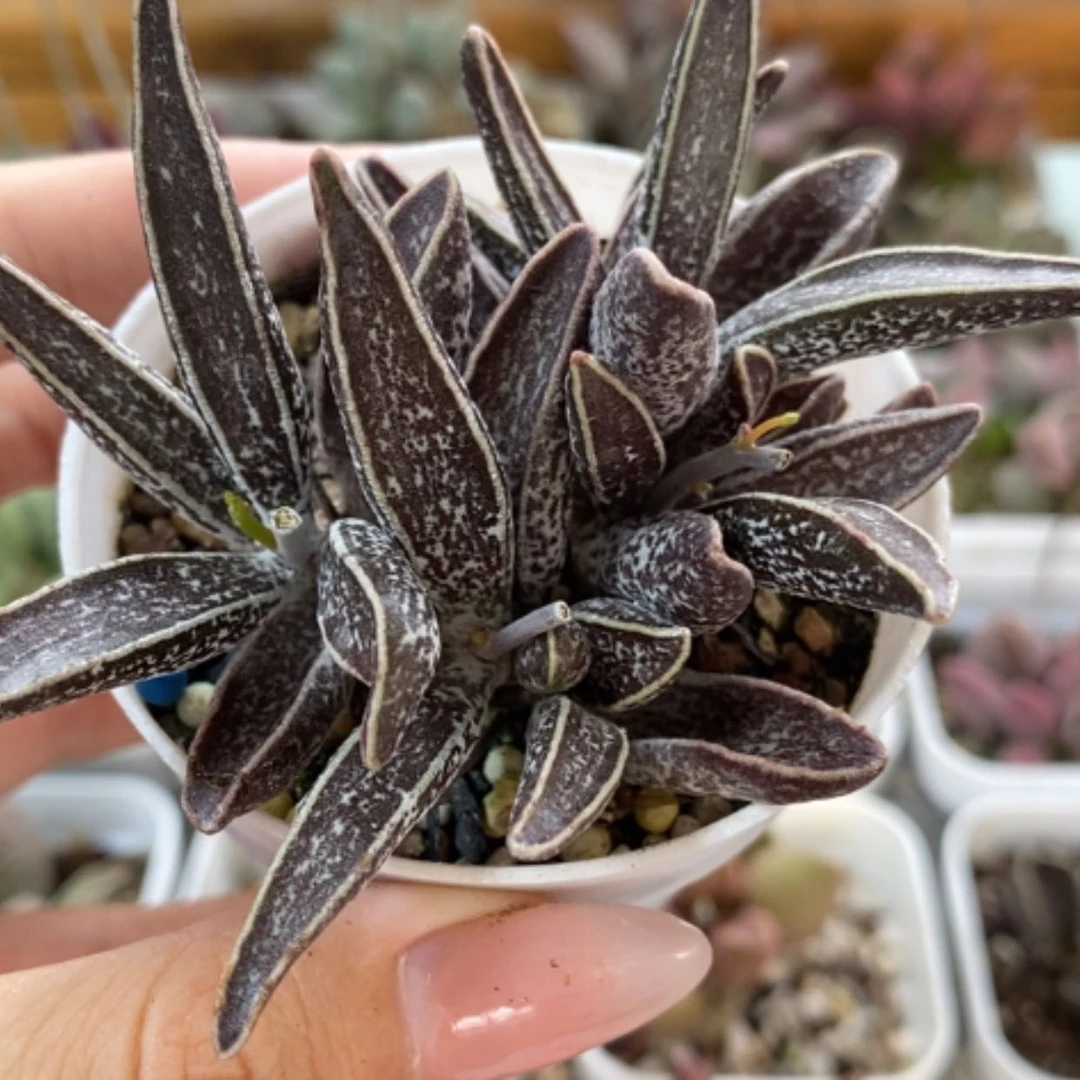 【闪购商品】无花朵白孔雀